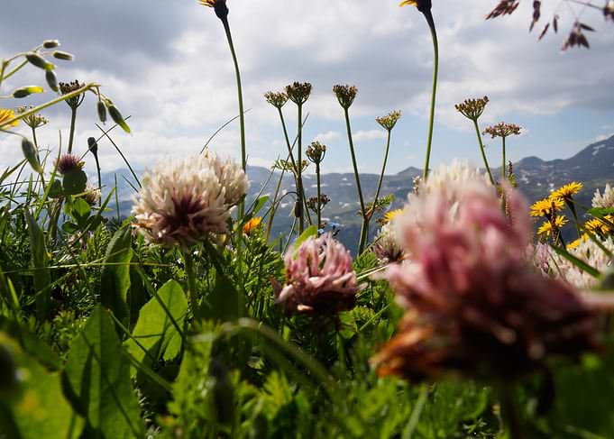 Alpine Flowers