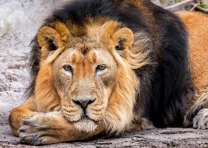 Lion