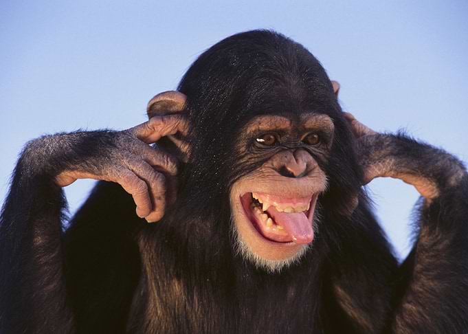 Monkey