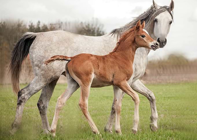 Family Horses
