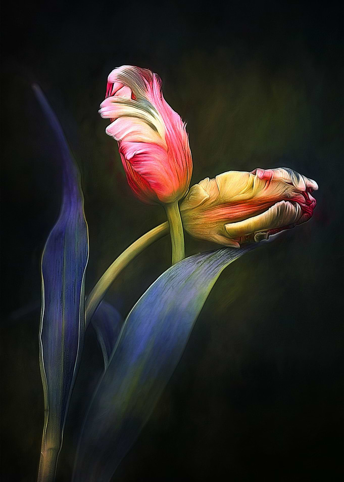 Tulips