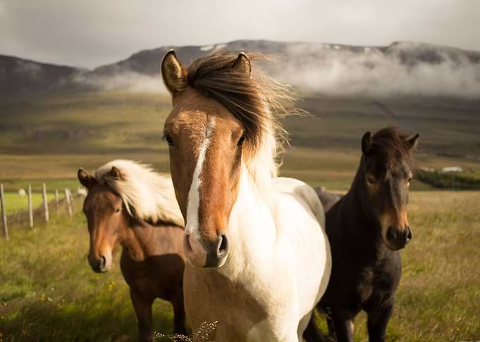 herd of horses