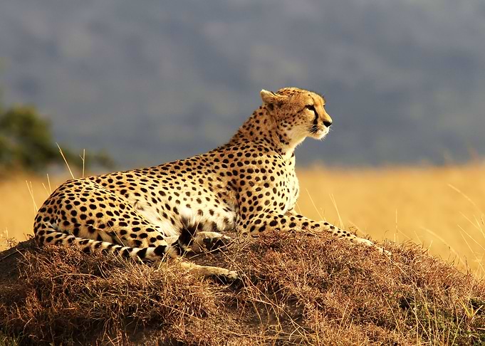 Cheetah