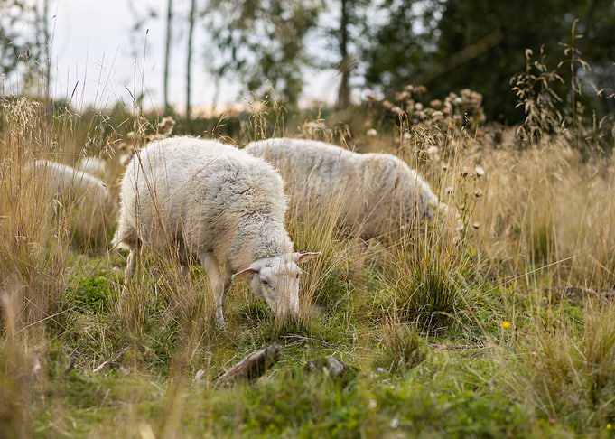 White sheep