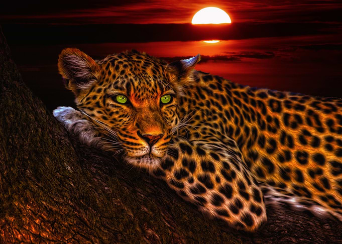 Jaguar