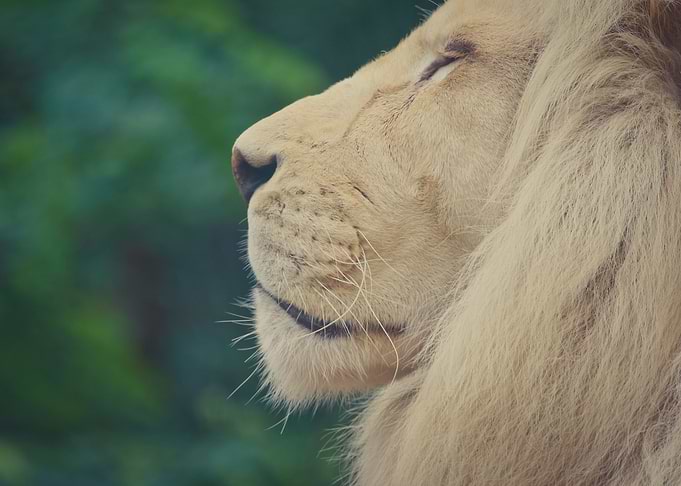Majestic Lion