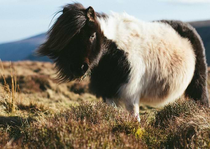 Pony