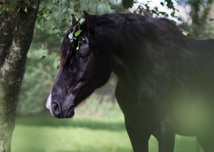 Wild Horse
