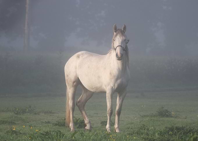 White Horse