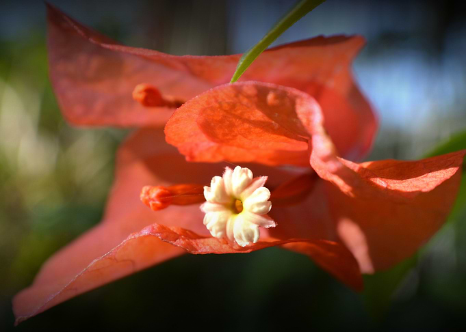 Flower In Flower