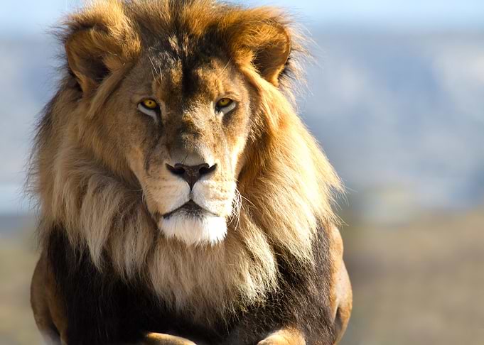 Majestic Lion