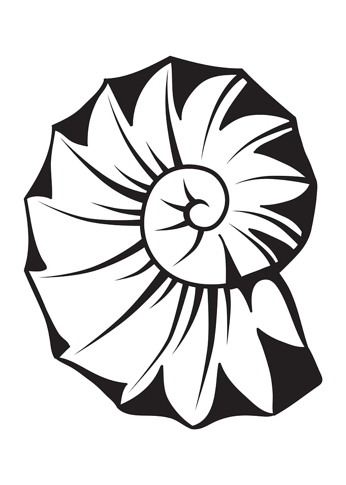 ocean shell