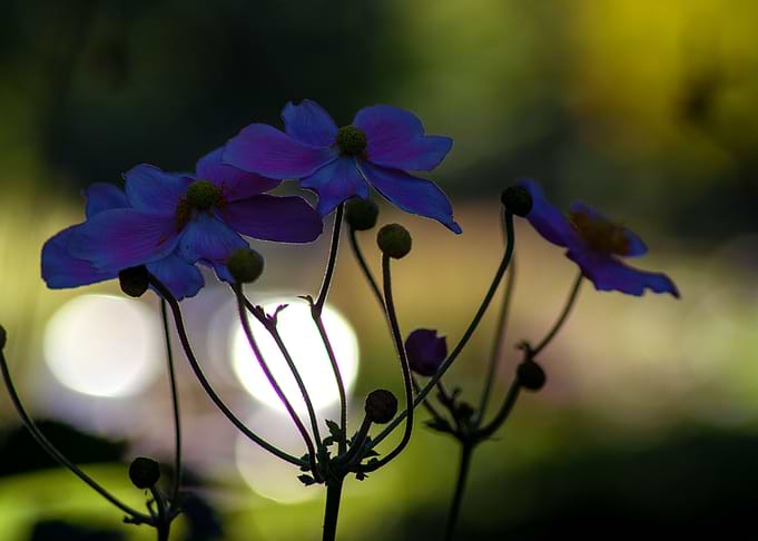 Autumn anemone