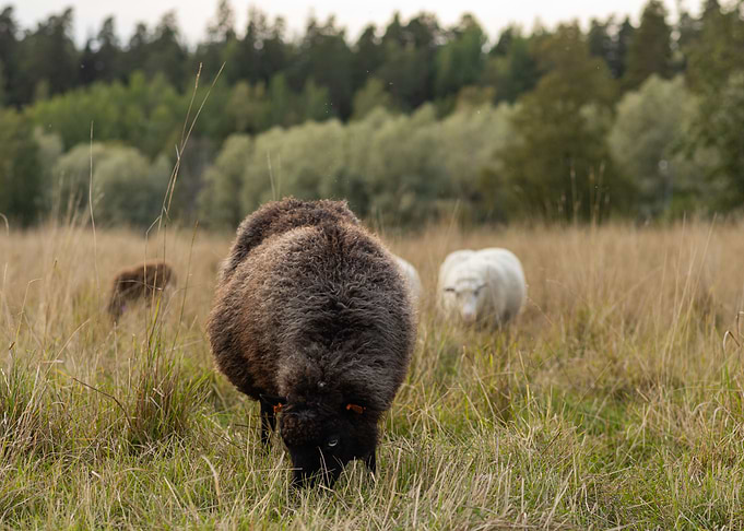 Black sheep