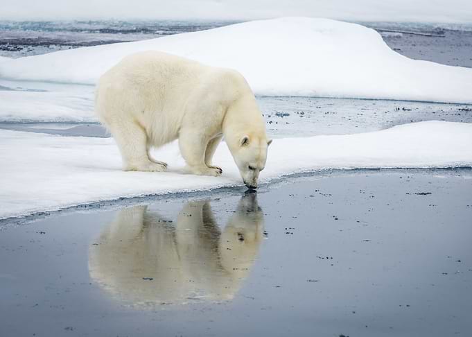 Polar Bear