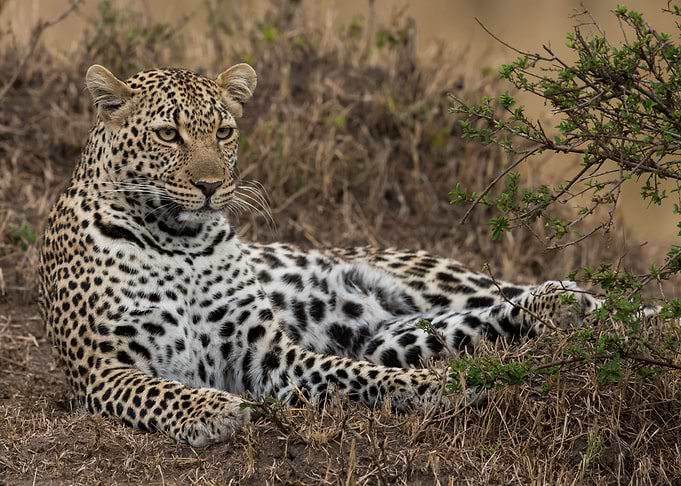 Leopard