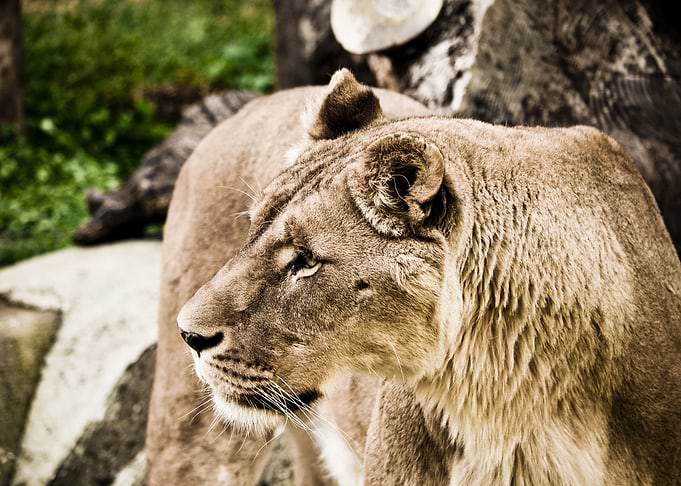 Lion