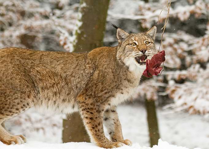 Wild Cat