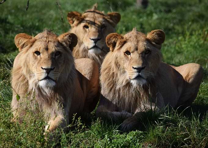 Lions