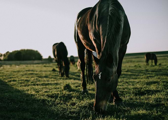 Herd of horses
