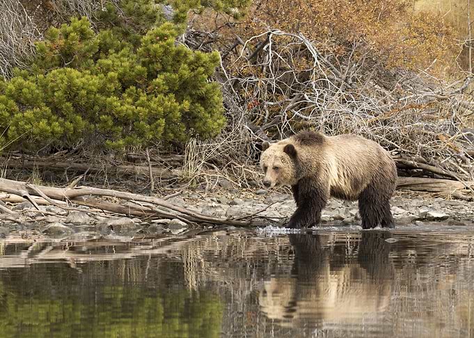 Wild Bear