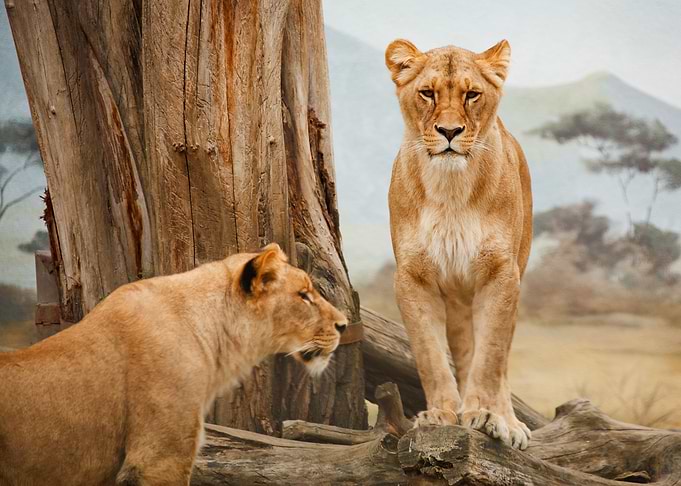 Lions