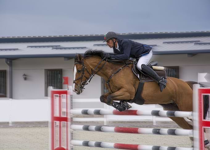 Horse