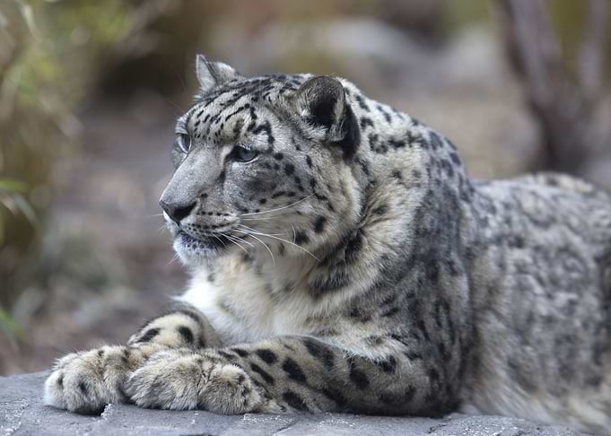 Snow leopard