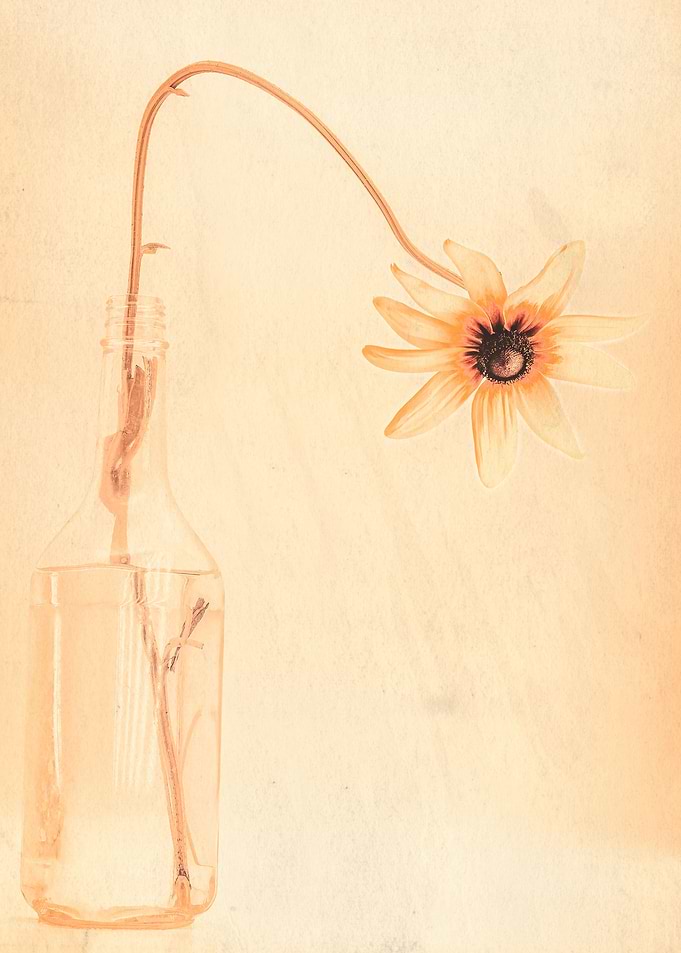 Black Eyed Susan In Bottle
