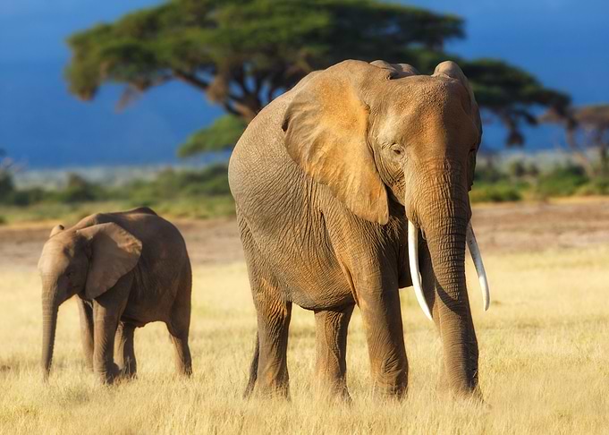 Elephants