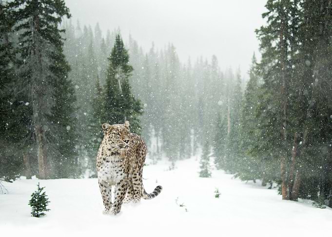 Jaguar