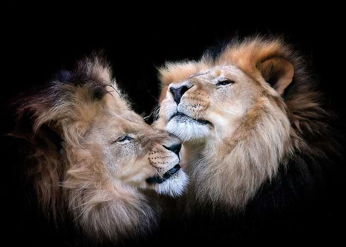 Lions Artwork