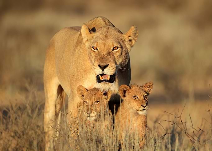 Lion