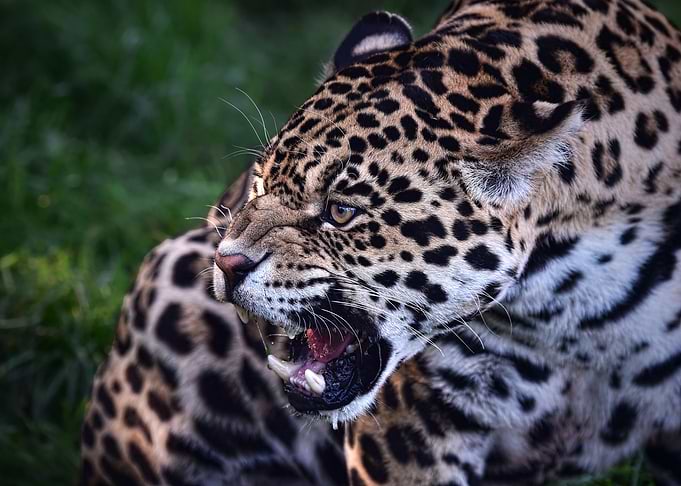Wild Jaguar