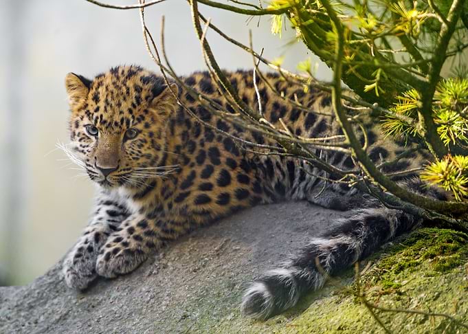 Baby Leopard