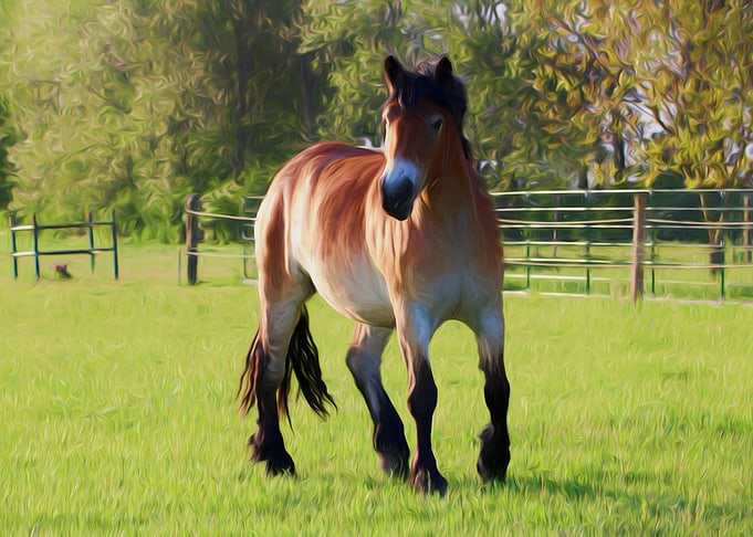 Horse