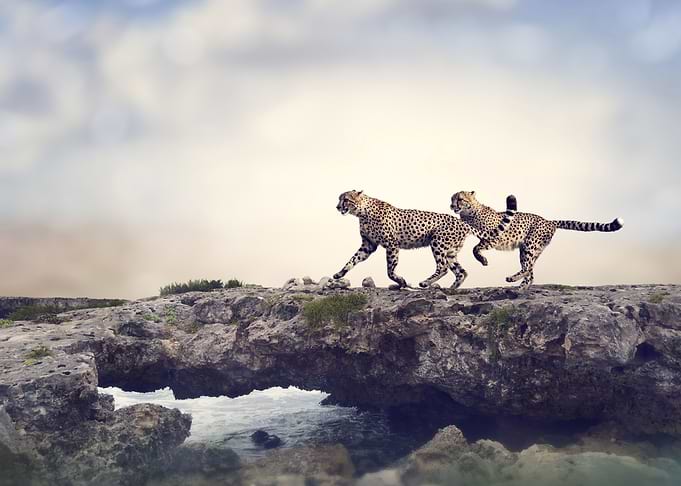 Cheetahs