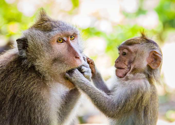 Monkeys