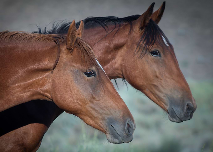 Horses