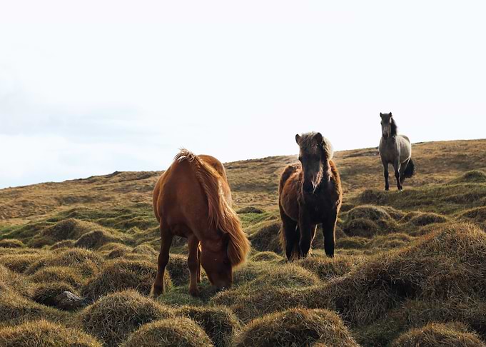 Horse