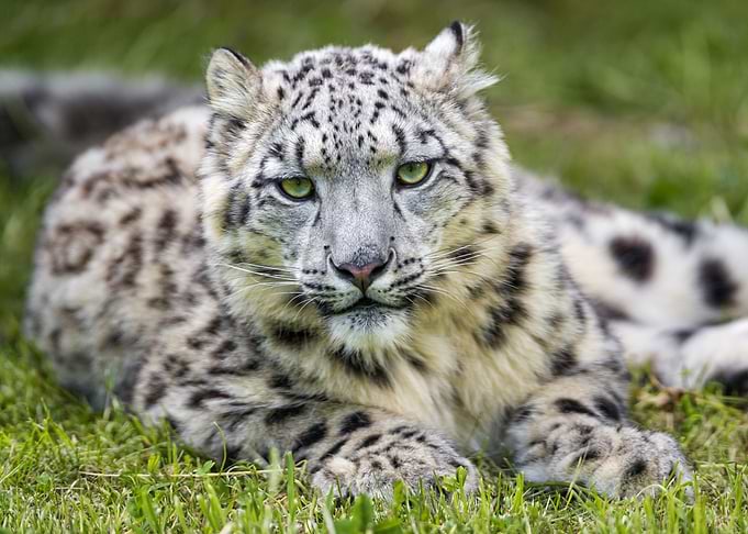 Snow leopard