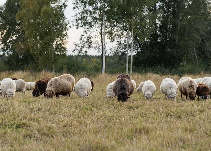 Sheep family