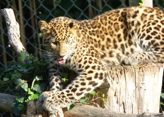 Jaguar