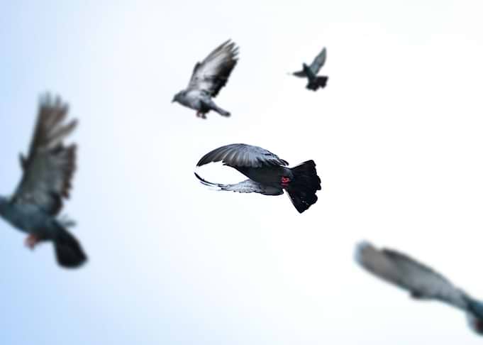 Pigeon