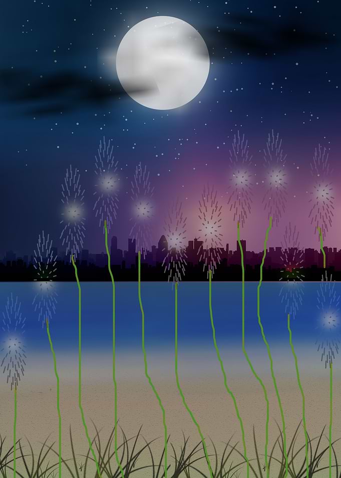 Nature View Night