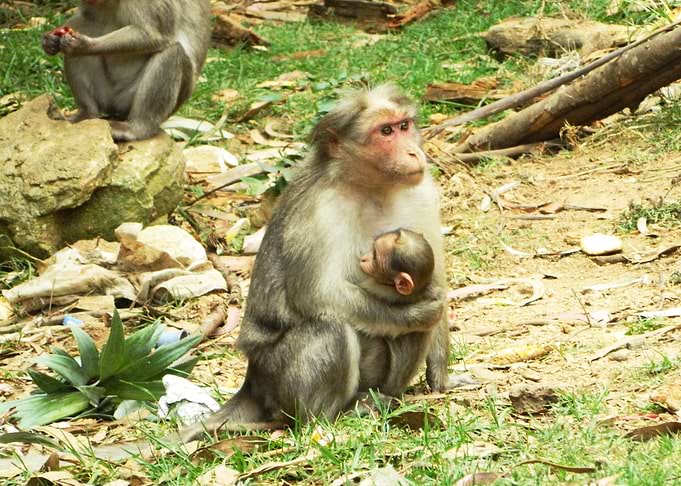 Monkeys