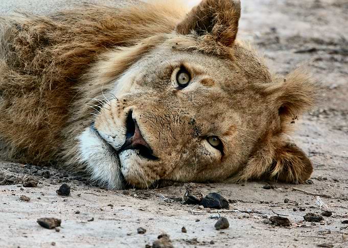Lion