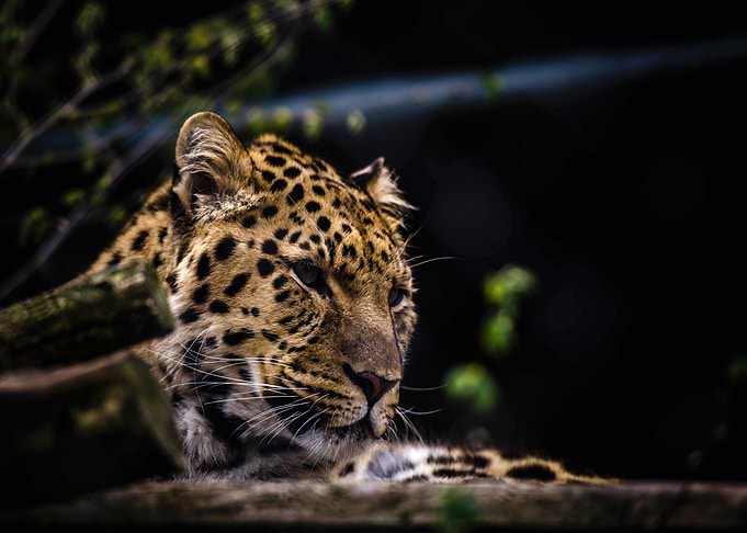 Leopard