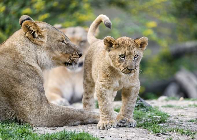 Baby Lion