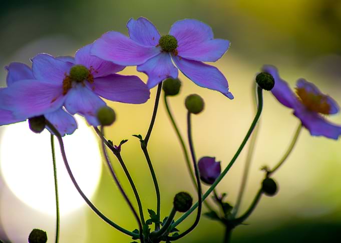 Autumn anemone